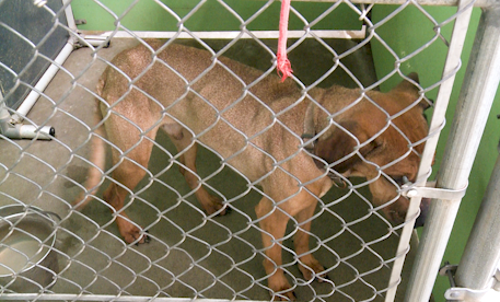 Blackfoot Animal Shelter sees disturbing trend as more pets are left abandoned in the outdoors
